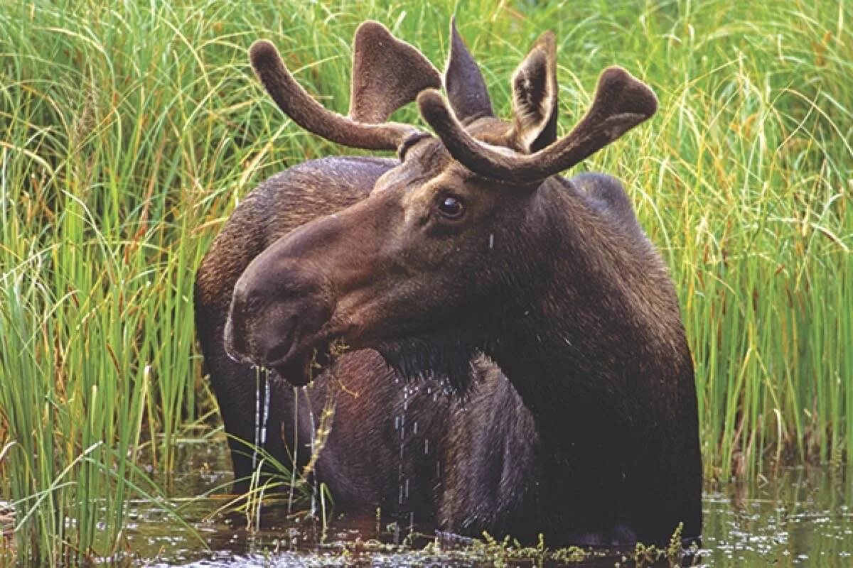 Мытищинский лесопарк лосиный остров. Европейский лось alces alces. Лось. Тропе лося. Тропа лося организатор.