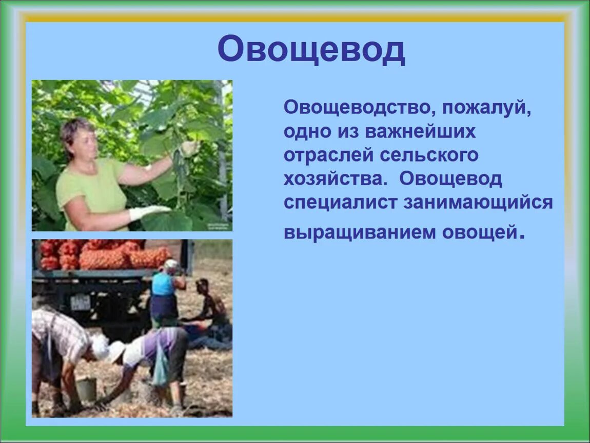 Какую работу выполняют люди профессии садовод. Овощевод профессия. Профессии сельского хозяйства. Профессия Овощевод и цветовод. Профессии Овощевод и Садовод.