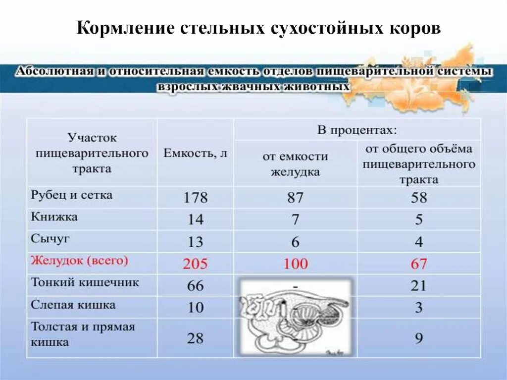 Кормление стельных