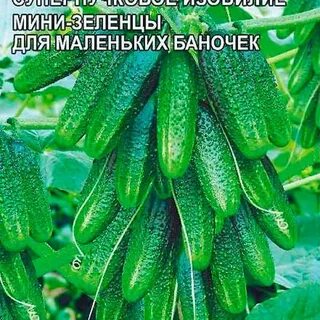 Огурец корюшка описание