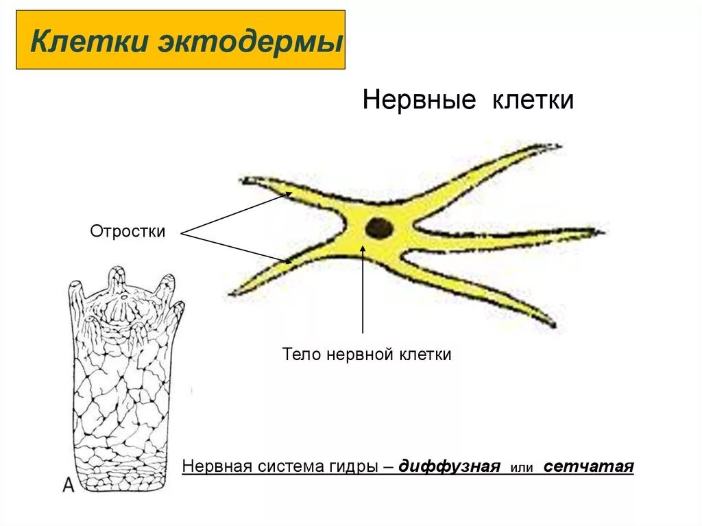 Строение нервной клетки эктодермы. Строение нервной клетки гидры. Гидра Пресноводная строение нервной системы. Сетчатая нервная система гидры. Диффузно разбросанная нервная система