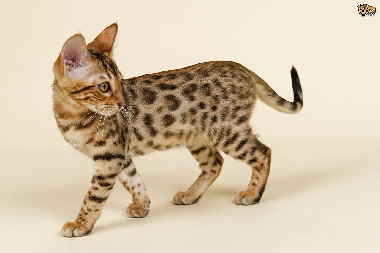 Рассмотрите фотографию кошки дикого окраса породы бенгальская. Бенгальская кошка табби. Оцикет мраморный. Пятнистый табби. Азиатская табби кошка.