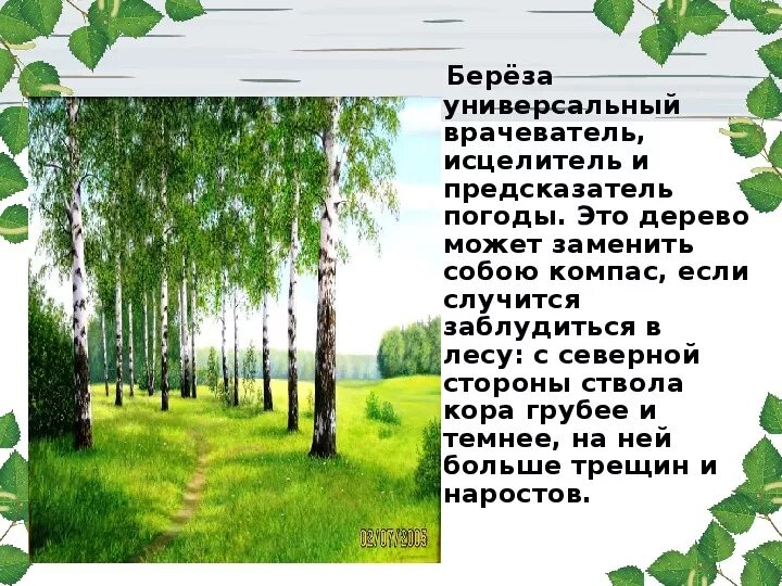 Описание березы. Презентация русская береза. Маленькое описание березы. Рассказ о Березе. Березка перевод