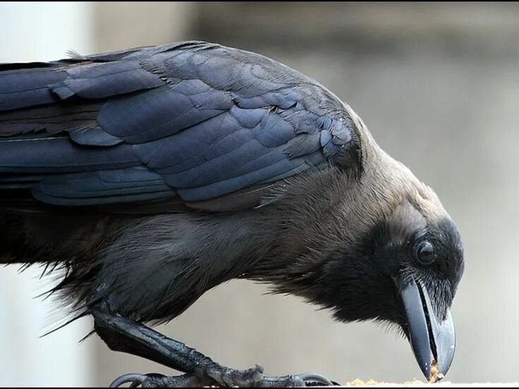 Крыло ворона. Ворон полет. Вороны на картинах художников. Ворона. Raven nevermore.