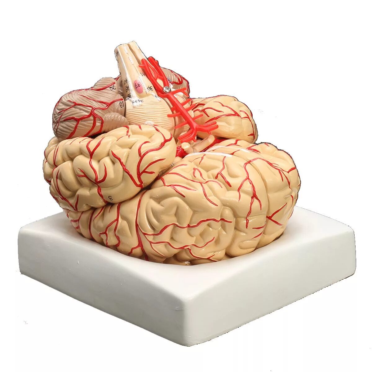 Brain model. Статуэтка мозг. Моделирование мозга человека. Макет мозга.