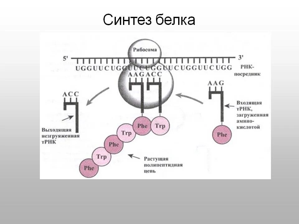 Укажите этапы синтеза белка. Схема синтеза белка в рибосоме. Схема этапы синтеза белка рибосомы. Схема биосинтеза белка на рибосоме.