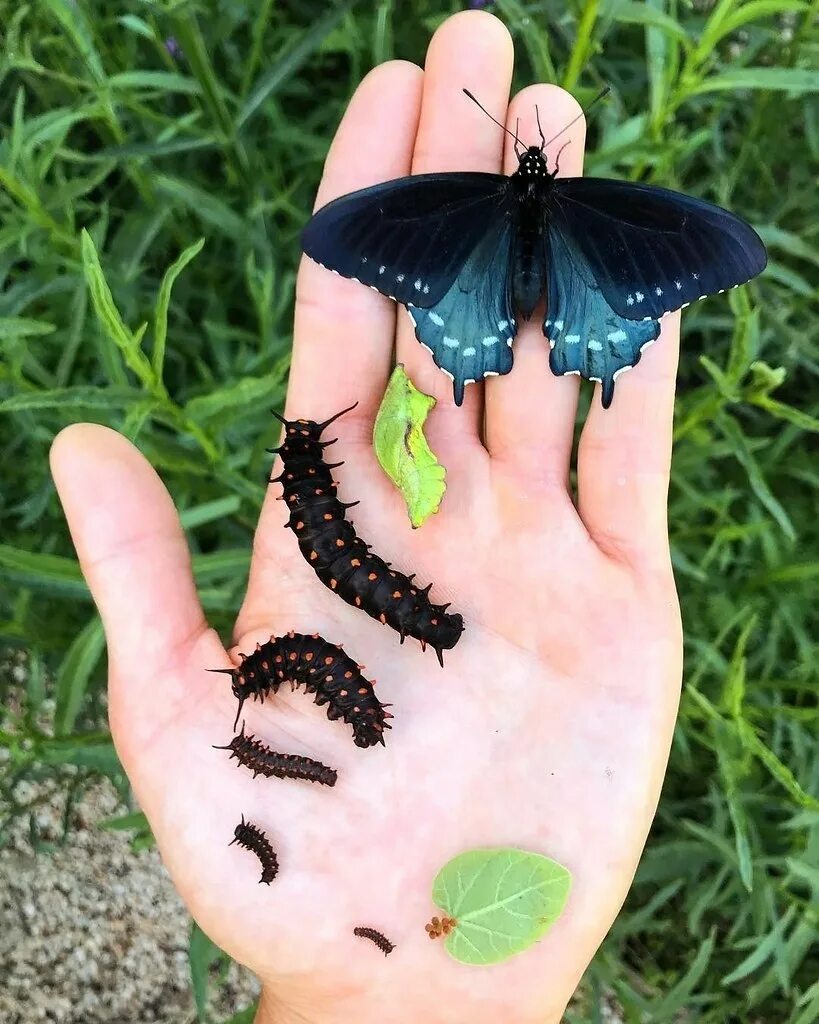 гусеница моли megalopyge opercularis. дневной павлиний глаз гусеница. махаон ласточкин хвост гусеница. какая бабочка стала.