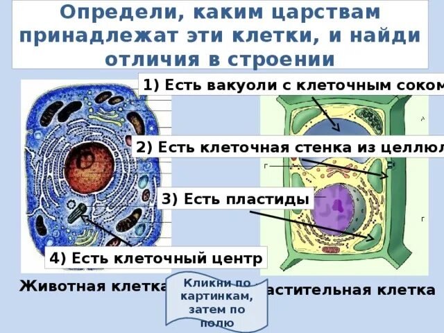 У растительной клетки есть ядро. Ядро вакуоли пластиды в клетках. Пластиды эукариотической клетки. Клеточные стенки Царств. Растительная клетка наличие ядра