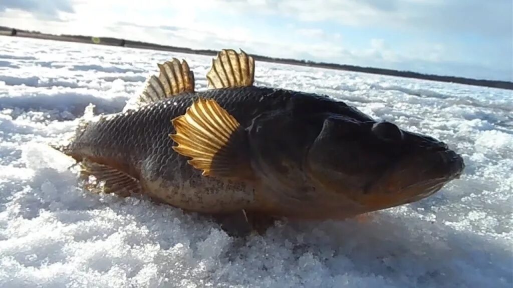 Ротан гигант. Где обитает ротан в глухозимье. Зимняя рыбалка ротан. Зимняя рыбалка на болоте ротана. Головешка-ротан.