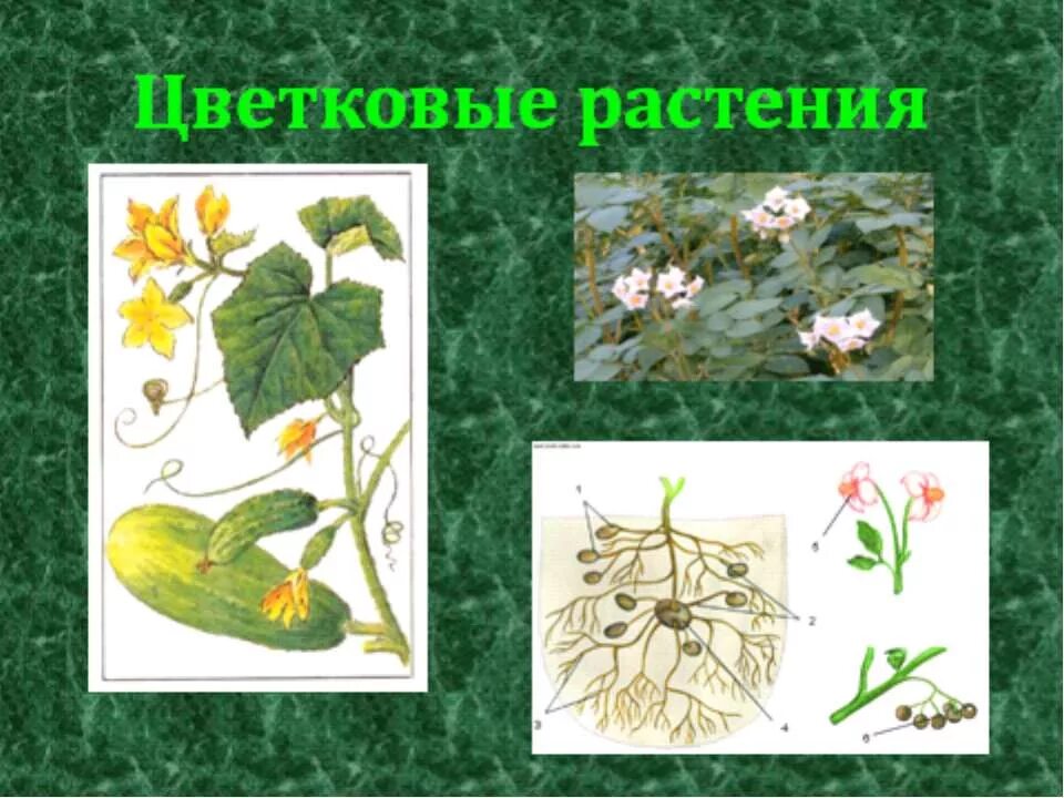 хвойные и цветковые растения 2 класс окружающий мир. цветковые растения 2 класс. хвойные и цветковые растения 2. цветковые растения для детей. цветковые растения 2 класс.