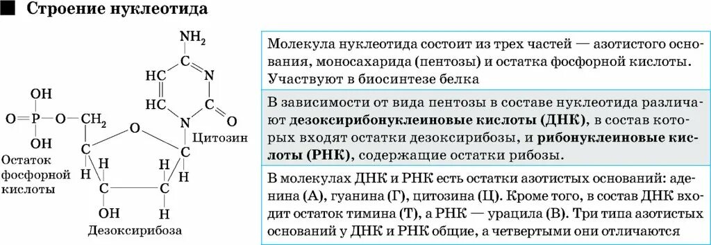 Атф состоит из остатков. Остаток фосфорной кислоты в нуклеотидах. Строение нуклеотида урацила. Химическая структура нуклеотида. Химические формулы нуклеотидов.