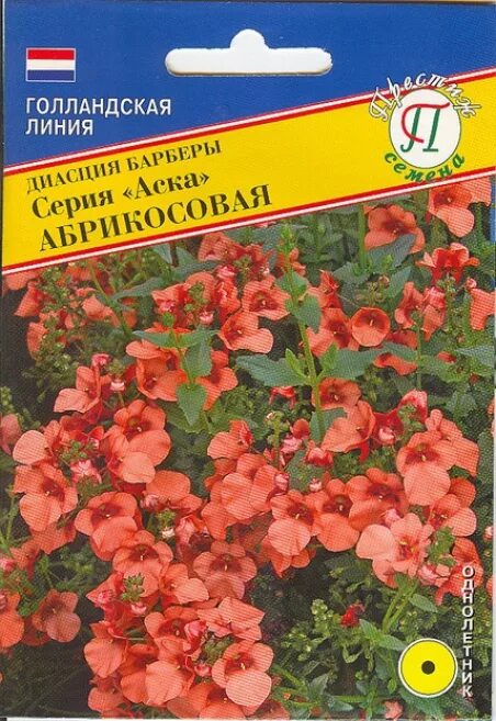 Диасция ампельная семена. Диасция цветок семена. Диасция Гавриш. Диасция абрикос. Диасция ампельная купить семена в интернет