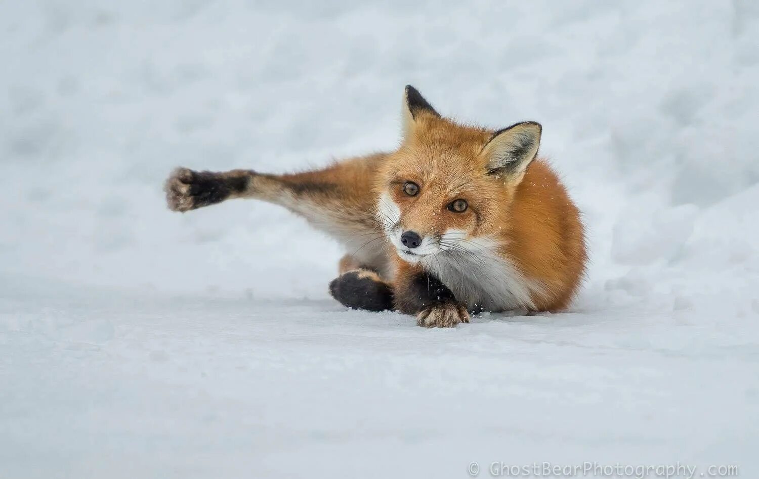 Fox because
