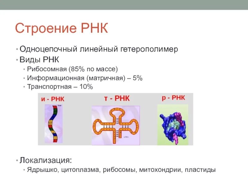 Строение и виды РНК. Типы и структура РНК. РНК строение и функции. Строение РНК, типы РНК..