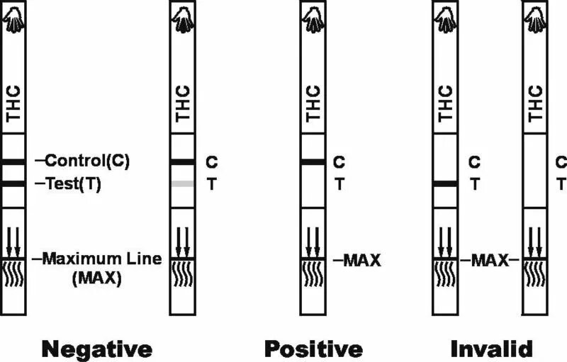 Тест на токсика. Положительный тест на марихуану. Отрицательный тест на марихуану. Отрицательный тест на марихуану полоска. Тэст полоска на марихуану.