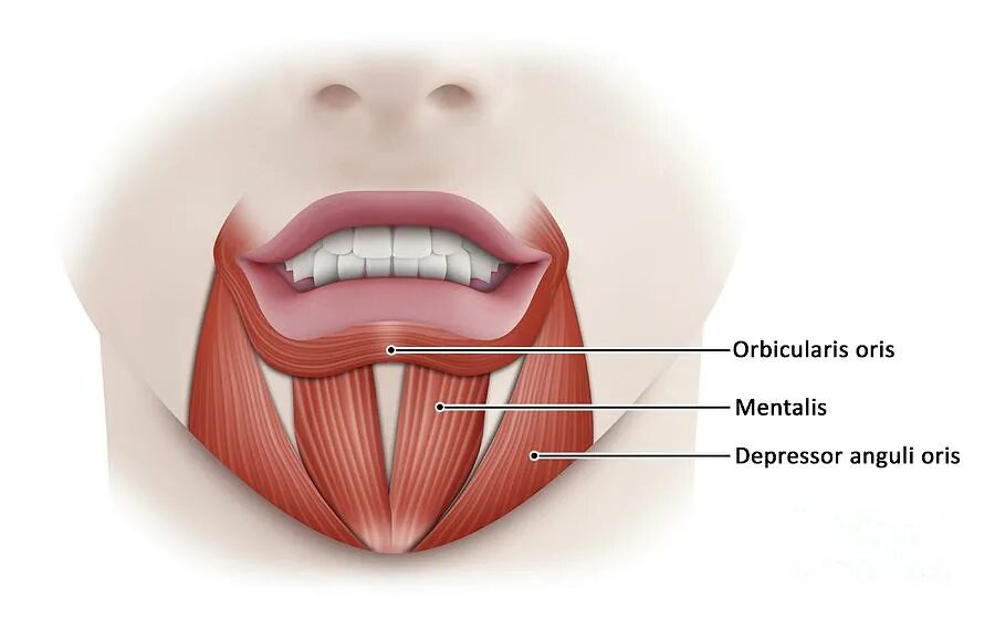 Губы мышцы рта. Депрессор Ангули Орис анатомия. Musculus levator Anguli Oris.