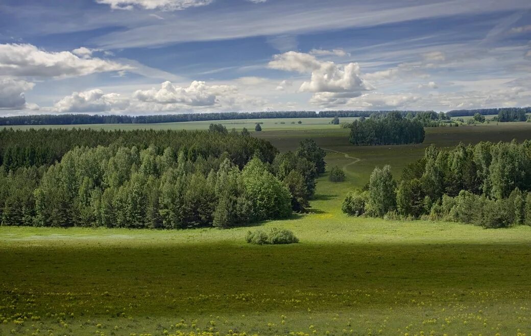 Родные перелески. Проселки перелески. Тверская область дер. перелески. Лес перелесок. Березовый перелесок.