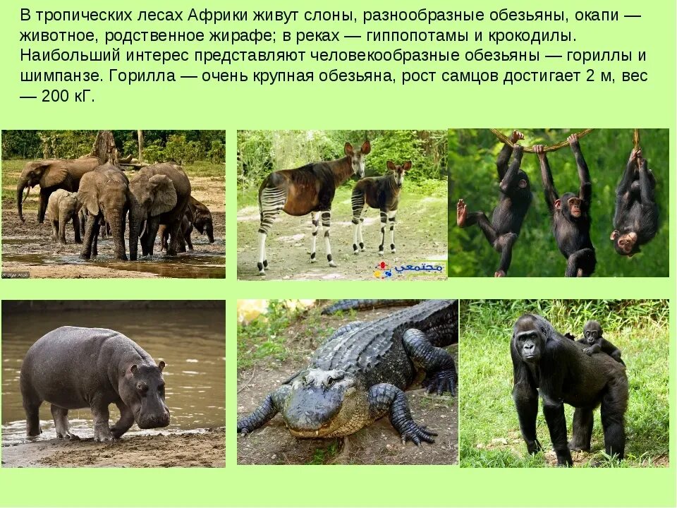 Энциклопедия тропики животный мир. Животные и растения тропических лесов. Джунгли африки. Кто живет в тропике. Животные и растения тропических лесов.