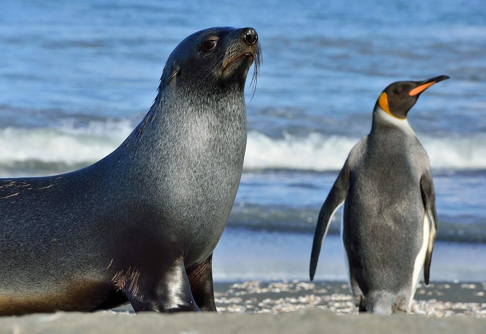 Морские животные пингвин