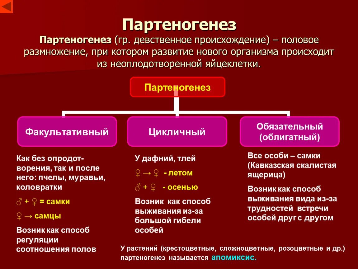 Размножается партеногенетически. Партеногенез. Партеногенез таблица. Половое размножение партеногенез. Партеногенез вид размножения.