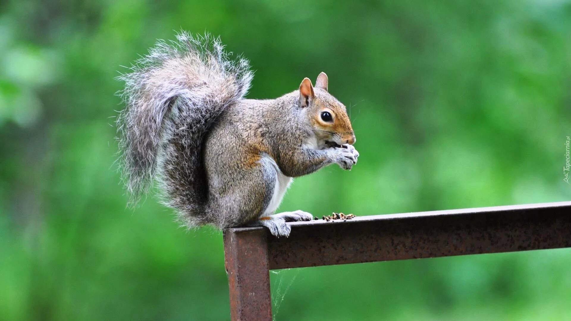 Притобольская белка. Лесные звери. Белка. Белка и дождь. Белочка с орехом.