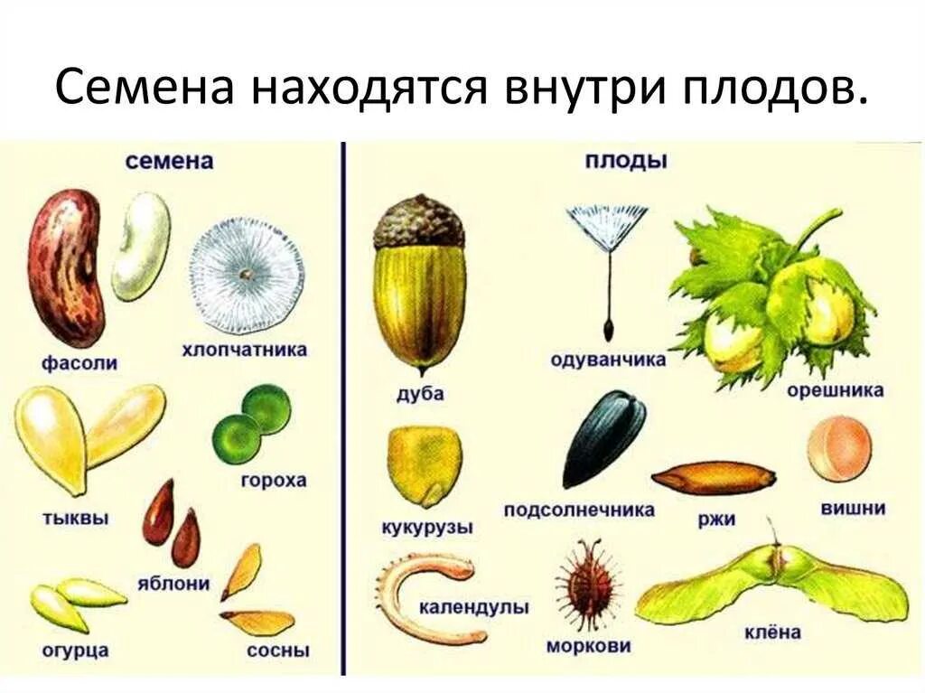 Какой плод 1. Плоды цветковых растений таблица. плоды цветковых растений. разнообразие семян. плоды и семена.