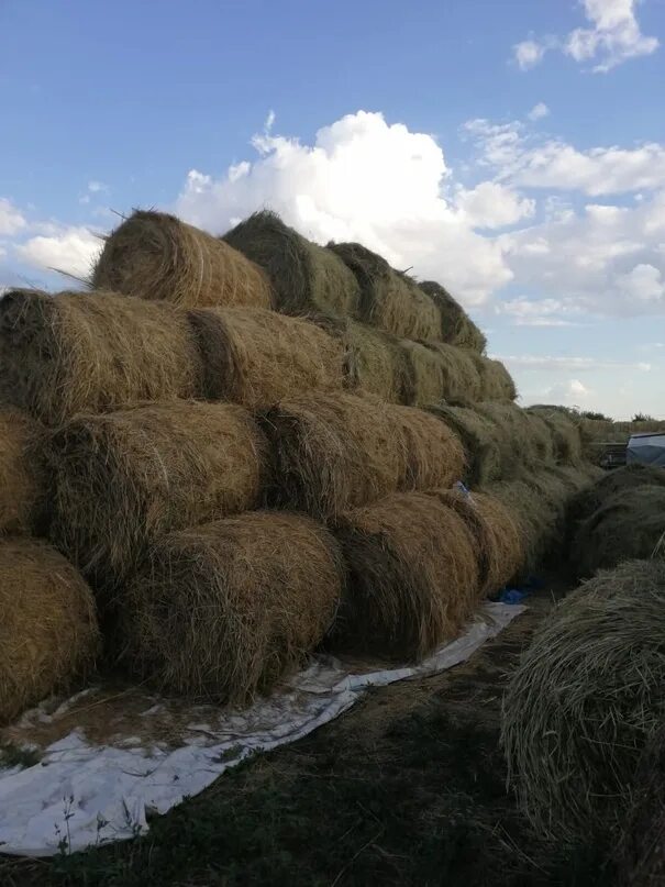 Сено. Рулон сена. Село в тюках. Пересушенное сено. Купить сено в башкирии