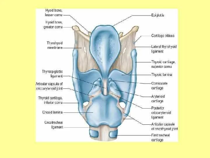 Гортань у птиц. Устанавливающий и напрягающий аппарат гортани. Cartilago. Устанавливающий аппарат гортани его компоненты. Устанавливающий аппарат гортани анатомия.