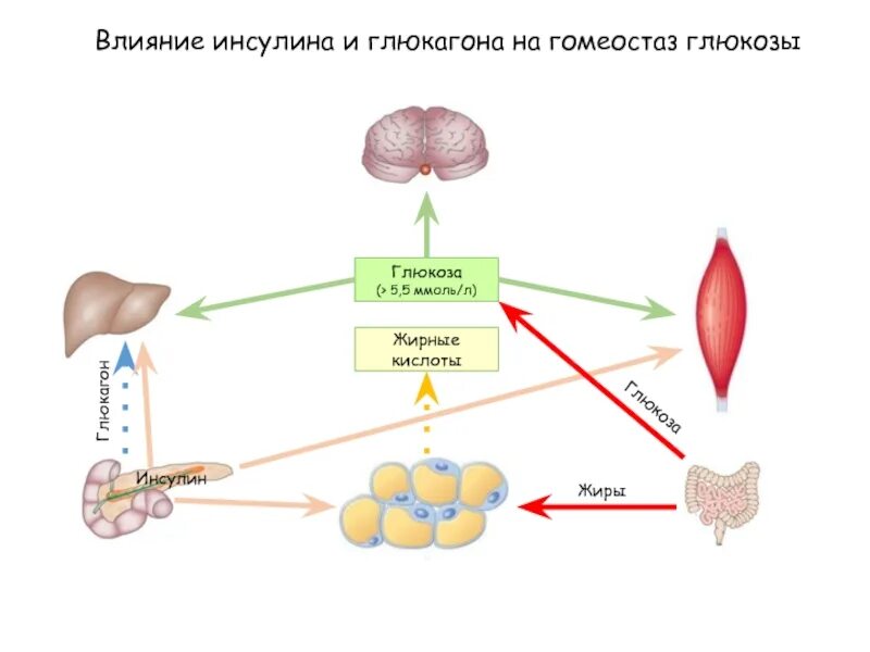 Схема действия инсулина и глюкагона. Схема работы инсулина и глюкагона. Схема механизма действия инсулина и глюкагона. Механизм действия инсулина схема.