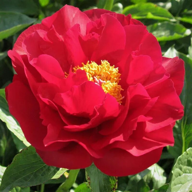 Пион макинак гранд. Пион межвидовый гибрид mackinac grand. Пион травянистый макинак гранд. Пион макинак гранд 'mackinac grand'. Пион макинак гранд 'mackinac grand'.