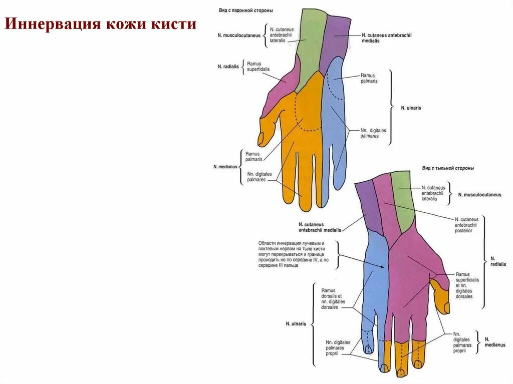 Иннервация ладонной поверхности кисти. Иннервация кожи ладонной поверхности кисти. Иннервация тыльной поверхности кисти. Ладонная поверхность запястья. Поверхность запястья