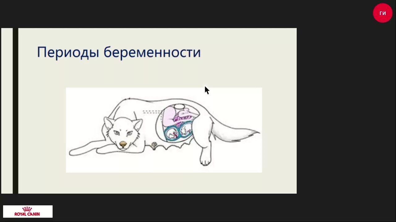 Беременность у собак по дням таблица. Стадия развития зародыша собаки. Буллезный пемфигоид у собак. Беременность собаки эмбрионы по дням. Беременность собаки по дням подробно.