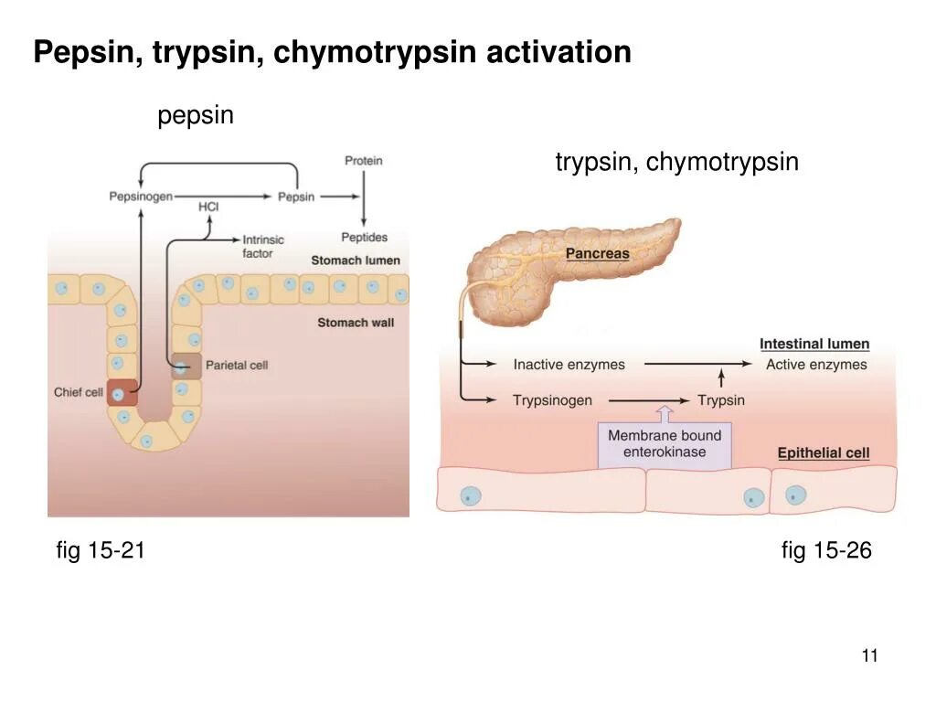 Пепсин трипсин химотрипсин. Активация пепсина. Пепсин фермент. Пепсин и химотрипсин.