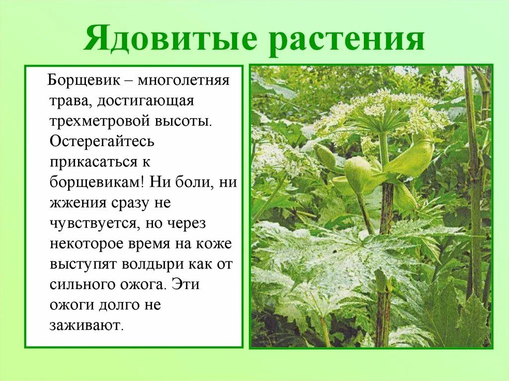 Ядовитые растения окружающий мир 2 класс сообщение. Борщевик растение. опасное растение борщевик. борщевик ядовитое растение описание. борщевик сосновского сорные растения.