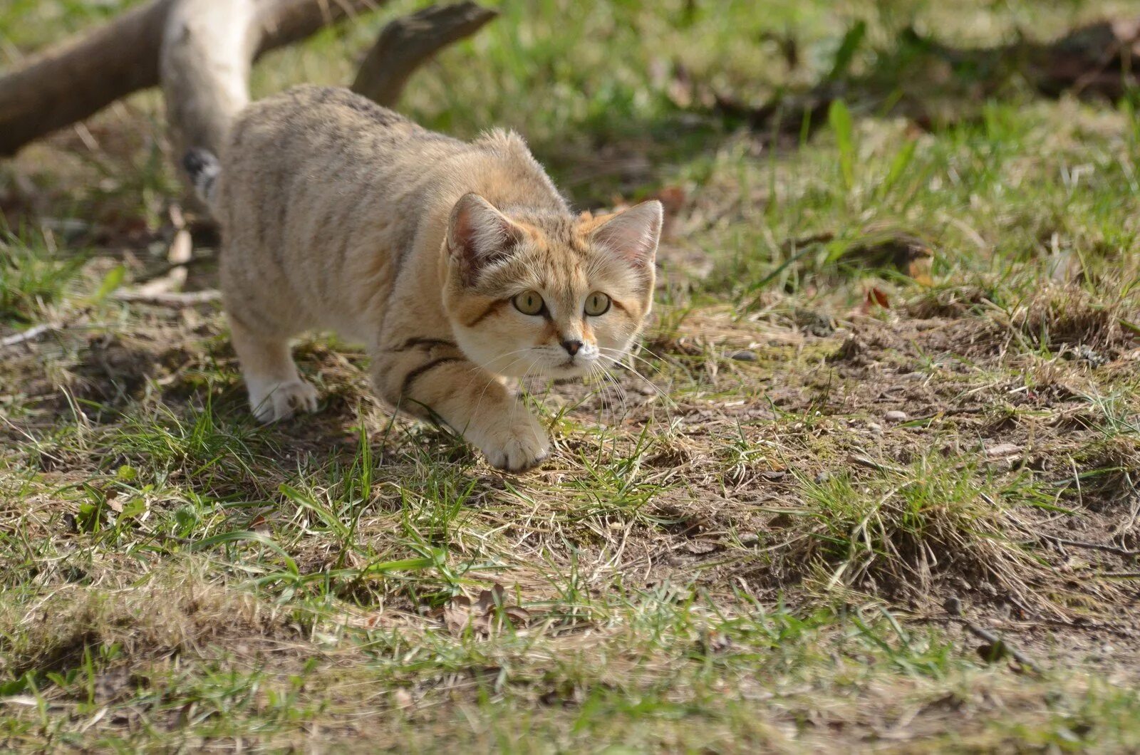 Кот крадется. Песчаная барханная кошка. барханный кот на охоте. барханный кот котята. барханная кошка охотится.