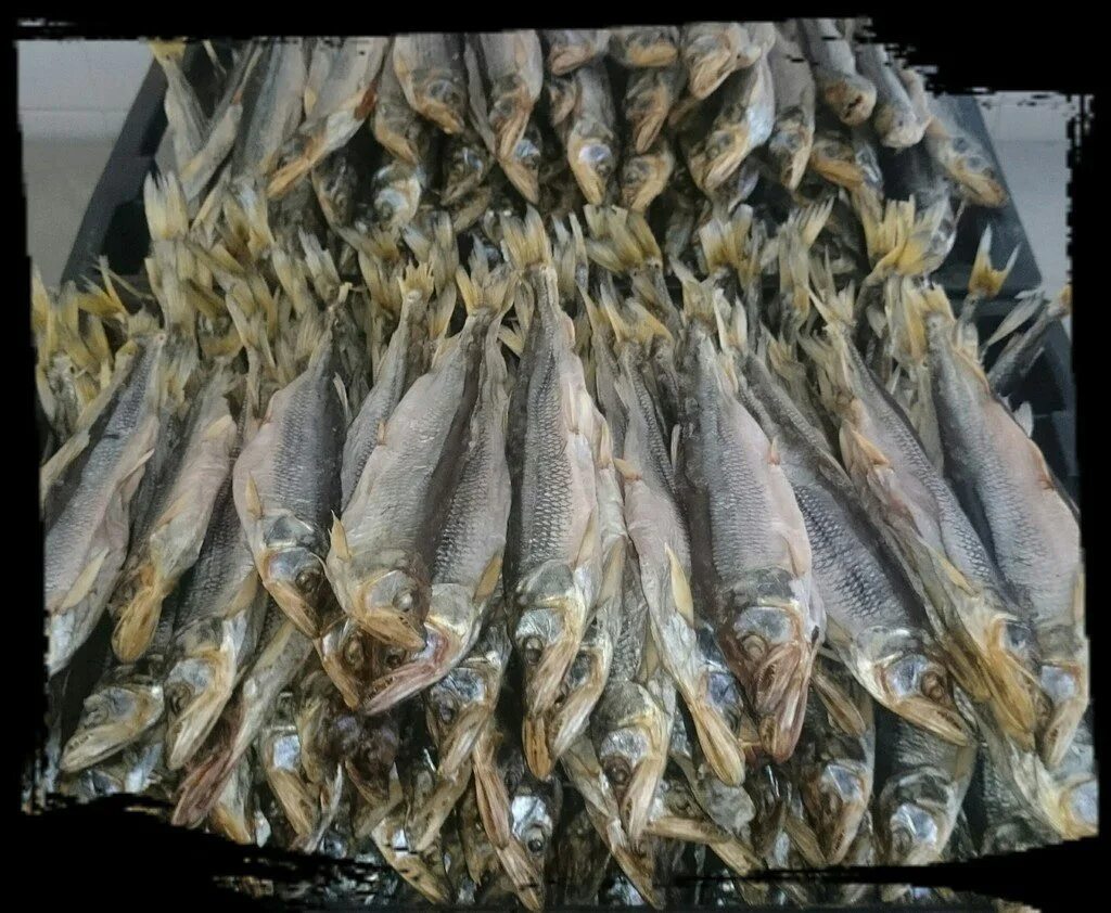Купить сухую рыбу. Сушеная рыба. Вяленая рыба. Сушеная рыба рынок. Сушёная русская рыба.