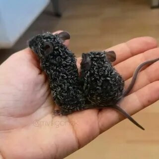 Кудрявые мыши