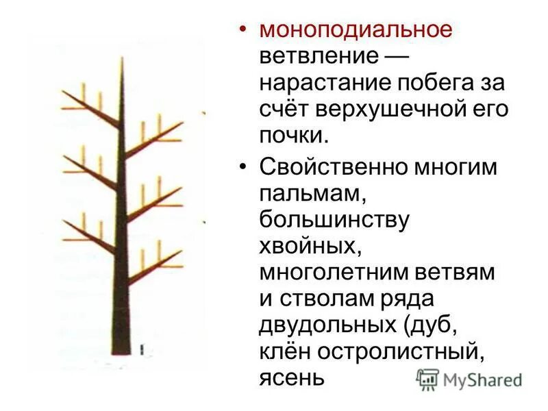 Какие почки обеспечивают ветвление. Моноподиальное ветвление побега. симподиальное нарастание побегов. тип ветвления моноподиальное. моноподиальное ветвление схема.