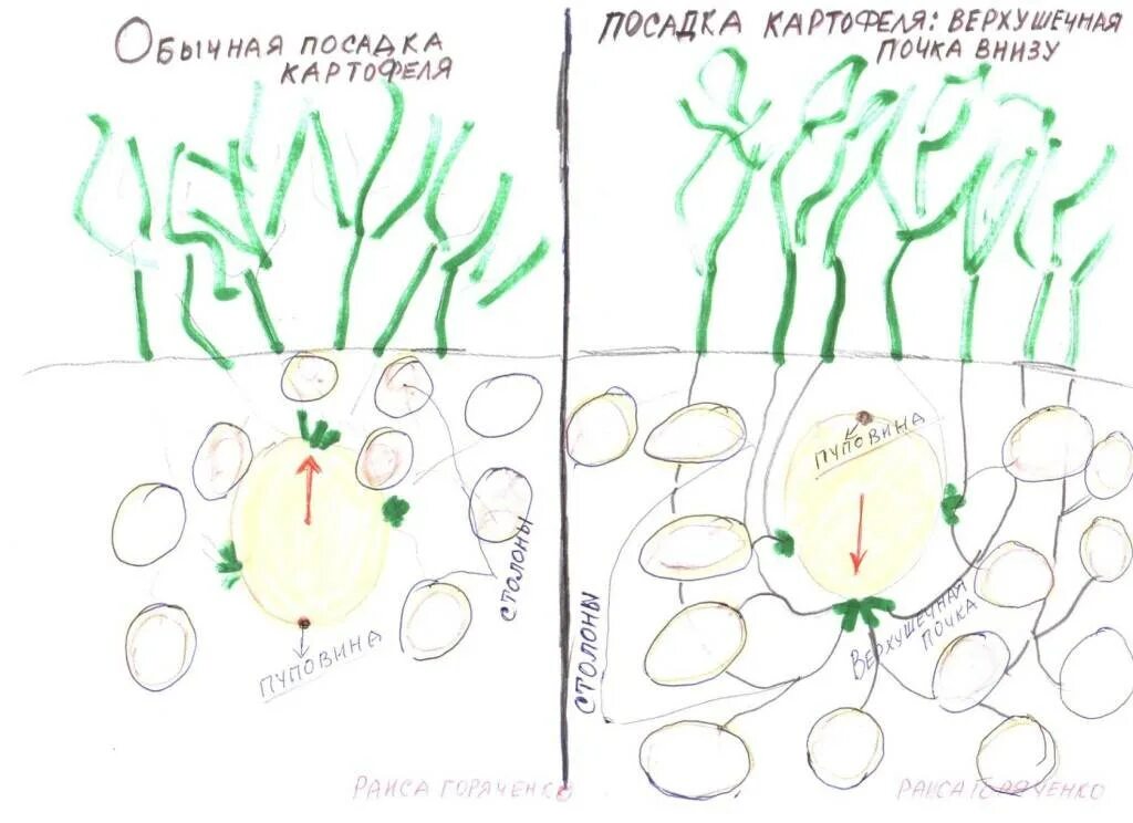 Картошка ростками вниз или вверх. Схема сдвоенной посадки картофеля. Как сажать картошку схема. Лучшие схемы посадки картофеля. Правильная посадка картофеля.