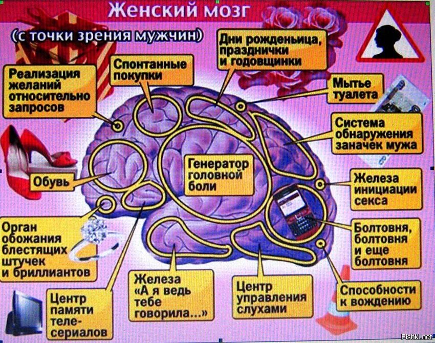 Мозг мужчин различия. Мозг женщины. Мозг мужчины. Мозг мужчины и мозг женщины.
