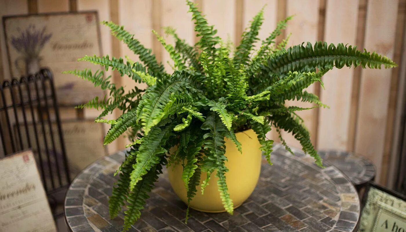 Flickr Hanging plants indoor, Best indoor plants, Hanging plants