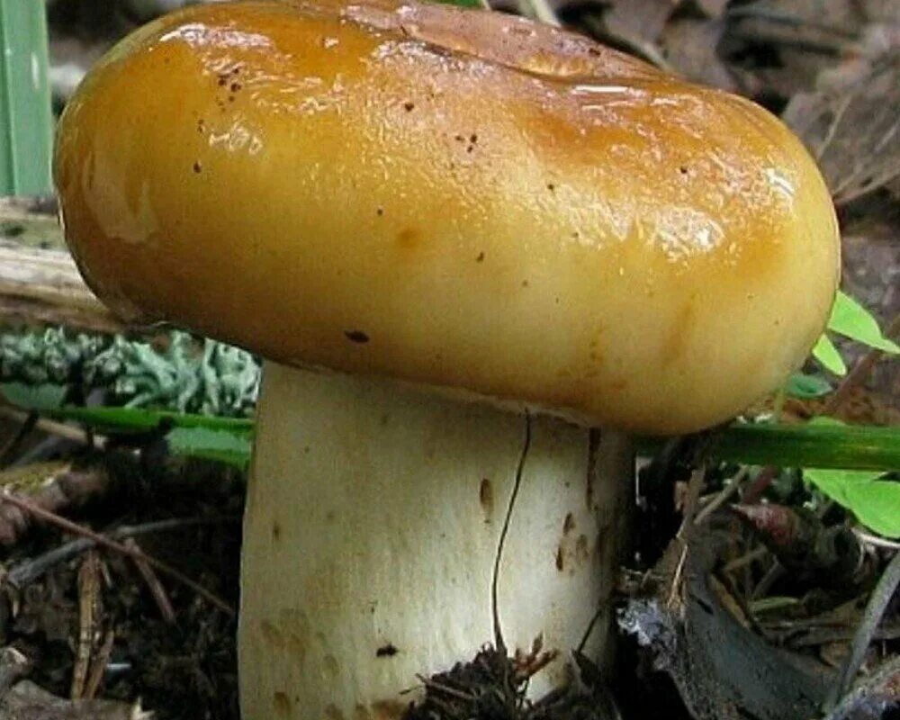 Валуй(лат. Russula foetens) - вид грибов из рода Сыроежка семейства Сыроежковые.