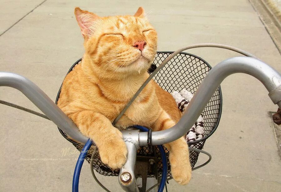 Кот едет на велосипеде. Кот на велосипе. рыжий кот на велосипеде. котенок на велосипеде. кот в корзинке на велосипеде.