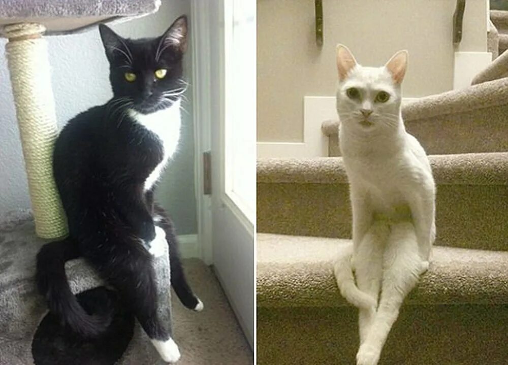 Кот сидит как демон. Кот сидит. коты в странных позах. смешные позы кошек. кот смешно сидит.