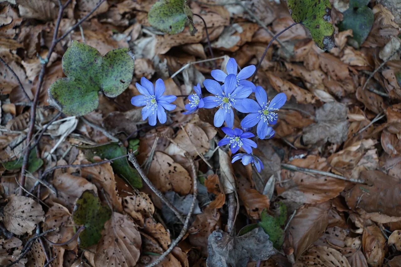 Первые лесные цветы названия. Журавинка Лесные цветы. Голубые пролески. Первоцветы дикоросы. Печёночник.