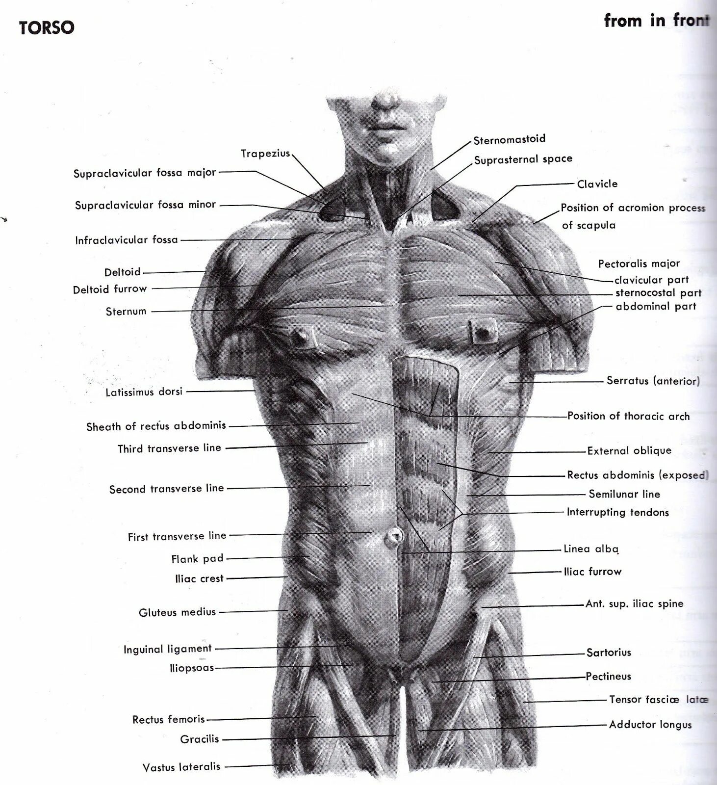 Мышцы туловища рисунок. Мышцы торса человека анатомия. Анатомия мышц мужского тела спереди. Мышцы туловища спереди рис 42. Торс человека вид сбоку схема.