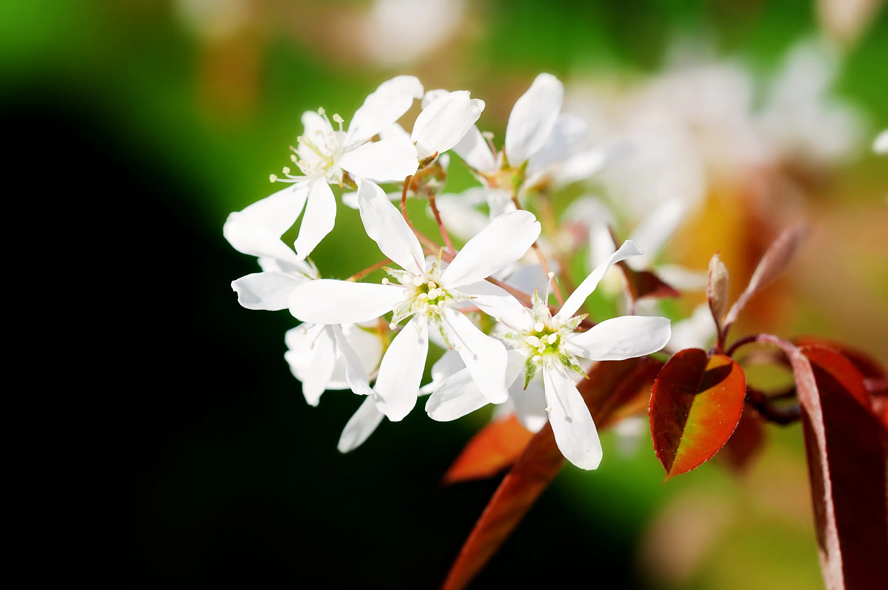 White spring. Дерево цветет белыми цветами с длинными лепестками. Белые цветы с длинными лепестками дерево. Цветы с белыми лепестками в лесу. Белые цветы фото высокого разрешения.