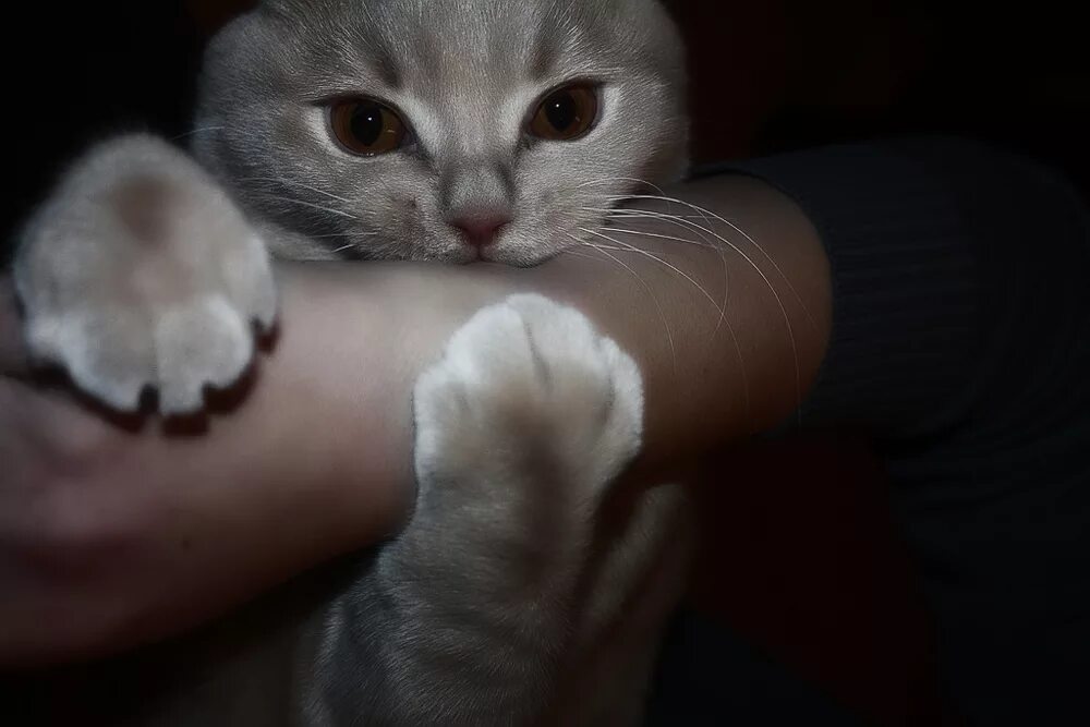 Укус пальца кошкой. Кот кусает руку.