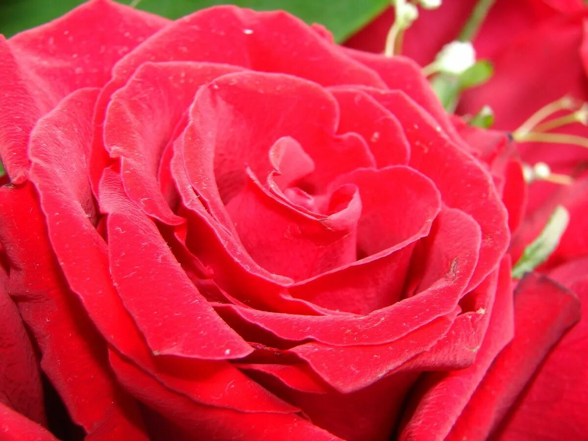 Ярко красные розы. Включи красный розовый