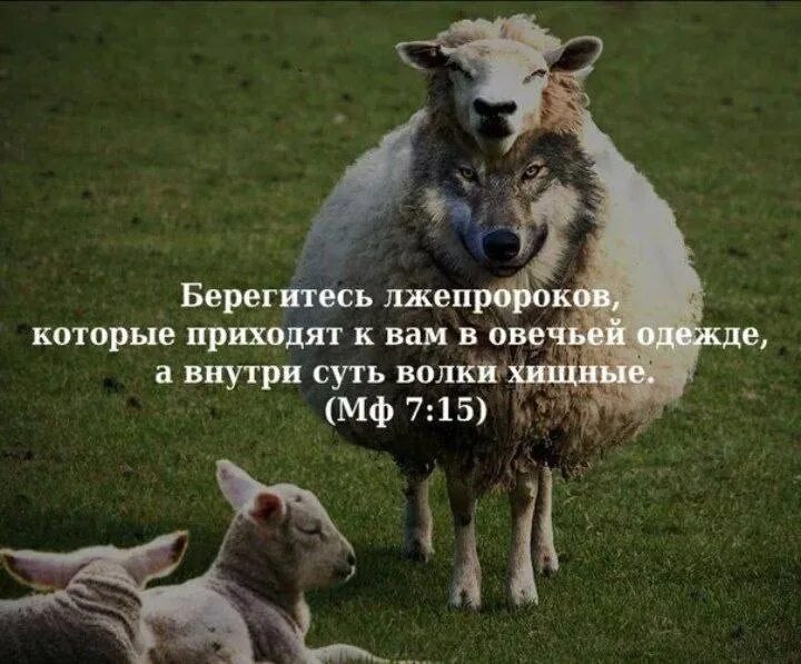 Цитаты овца. Волки втовечьей шкуре цитаты. афоризмы про овцу. цитаты про овец. цитаты про баранов.
